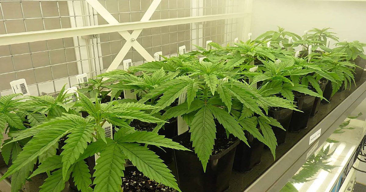 Cannabis crop